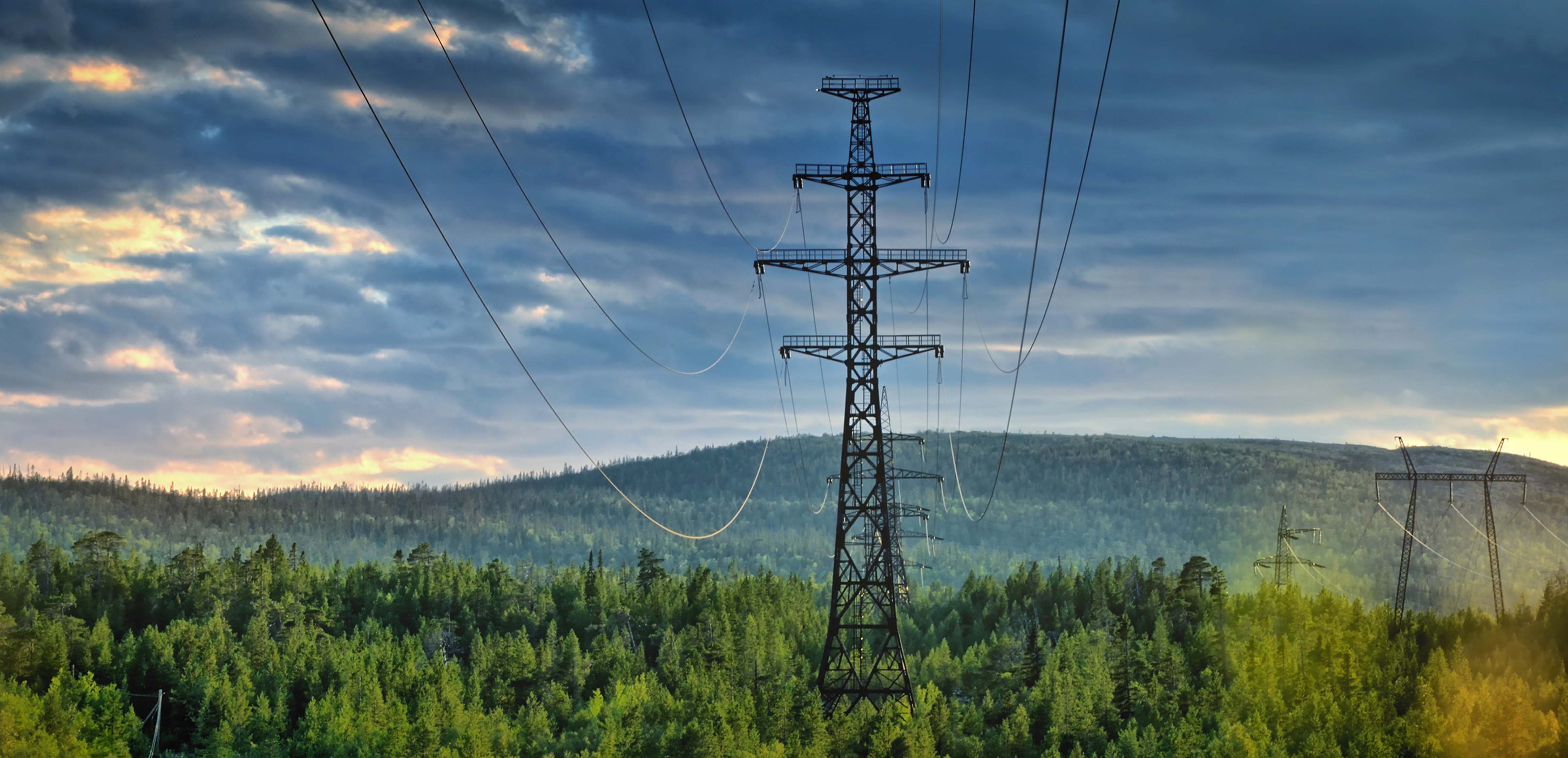 ENDESA (Enel) - Safeguarding Biodiversity Prior to the Installation of Electric Distribution Assets